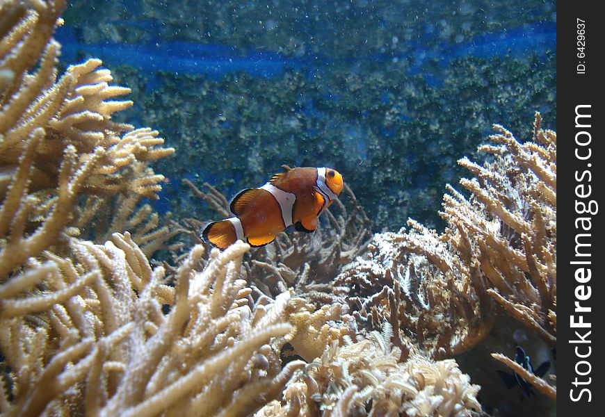 Clown fish at London Zoo