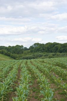 Field With Parallel Lines Royalty Free Stock Photo Field With Parallel Lines Royalty Free Stock Photo