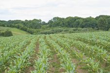 Field With Parallel Lines Stock Photo Field With Parallel Lines Stock Photo