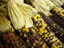 Indian Corn Royalty Free Stock Photos