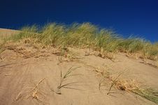 Sand Grasses Stock Image Sand Grasses Stock Image