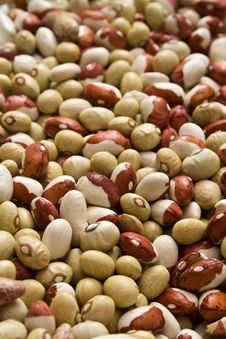 Kidney Bean Royalty Free Stock Photo Kidney Bean Royalty Free Stock Photo