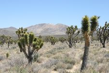 Joshua Trees In Mojave Desert Stock Photo