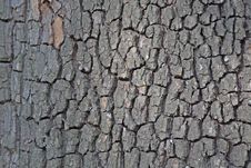 Chestnut Tree Bark Stock Photography