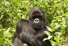 Silverback Of Sousa Group Stock Photography Silverback Of Sousa Group Stock Photography