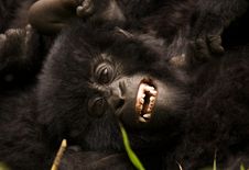 Group 13 Young Male Mountain Gorilla Stock Images