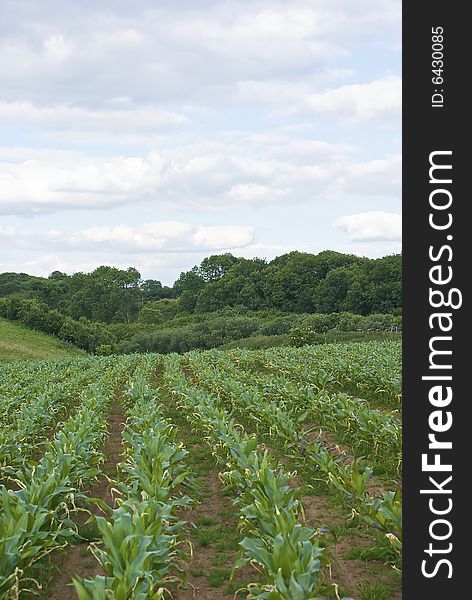 Parallel lines of foliage march off into the distance in summer time field. Parallel lines of foliage march off into the distance in summer time field