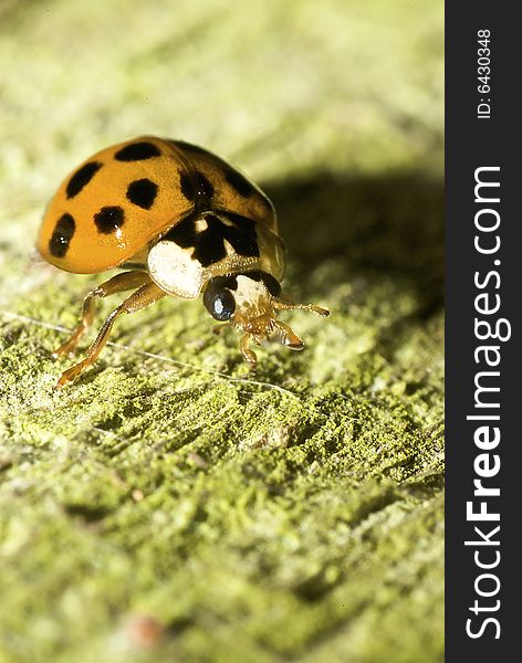 Extreme macro of lady bug taken at night in the summer time. Extreme macro of lady bug taken at night in the summer time