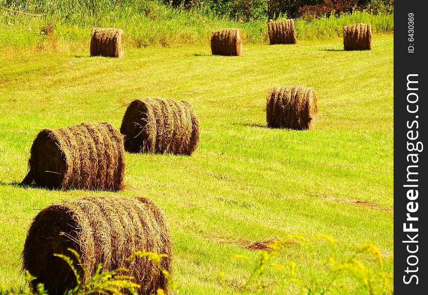 Bales of hay in a field. Bales of hay in a field