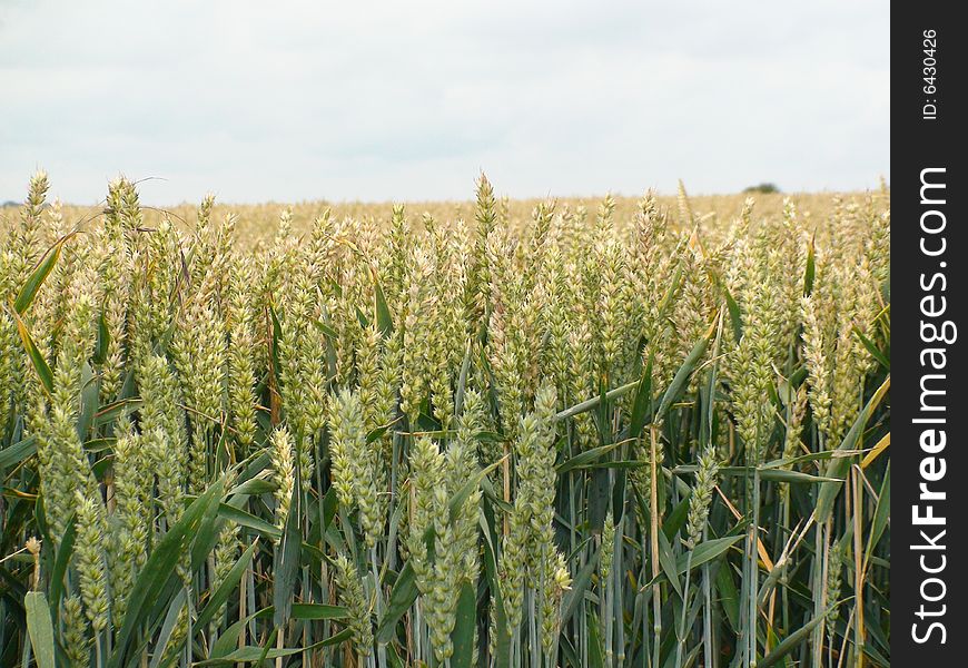 A close up of some wheat in a field in Northern France.