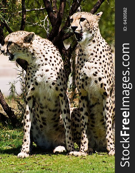 Two Cheetahs