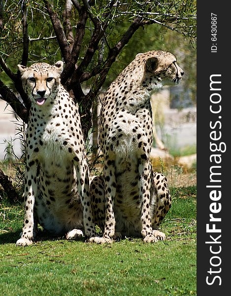 Two cheetahs standing beside each other standing on the grass
