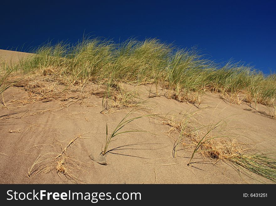 Sparse grasses growing on top of sand dune. Sparse grasses growing on top of sand dune