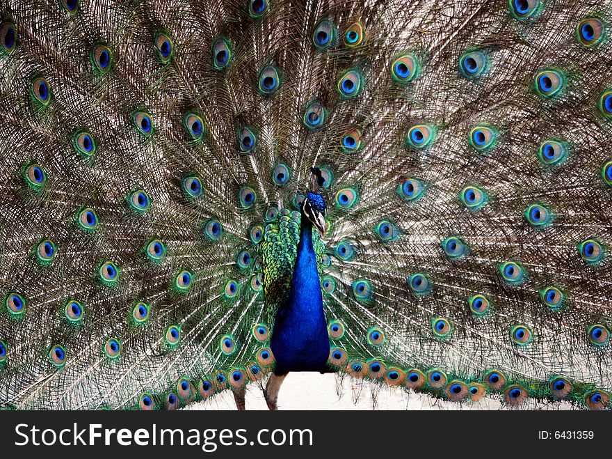 The colorful male peacockâ€™s dance.