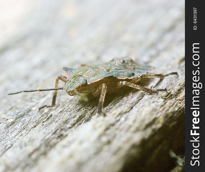 Close up of multi colored shield bug on wooded gate post. Close up of multi colored shield bug on wooded gate post