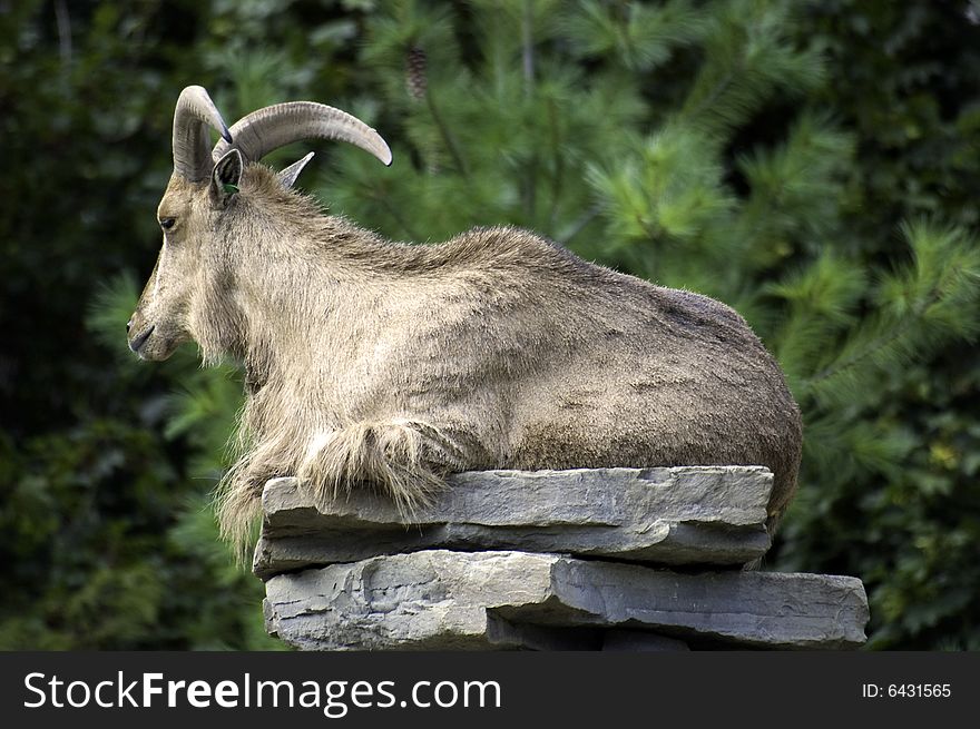 A Majestic Ram sits atop a stone dias