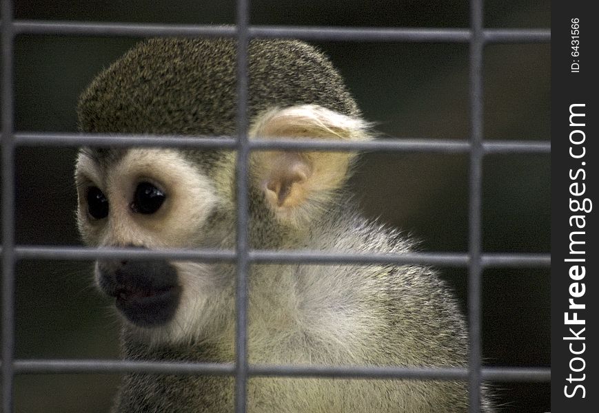 A monkey stares out from behind his cage. A monkey stares out from behind his cage