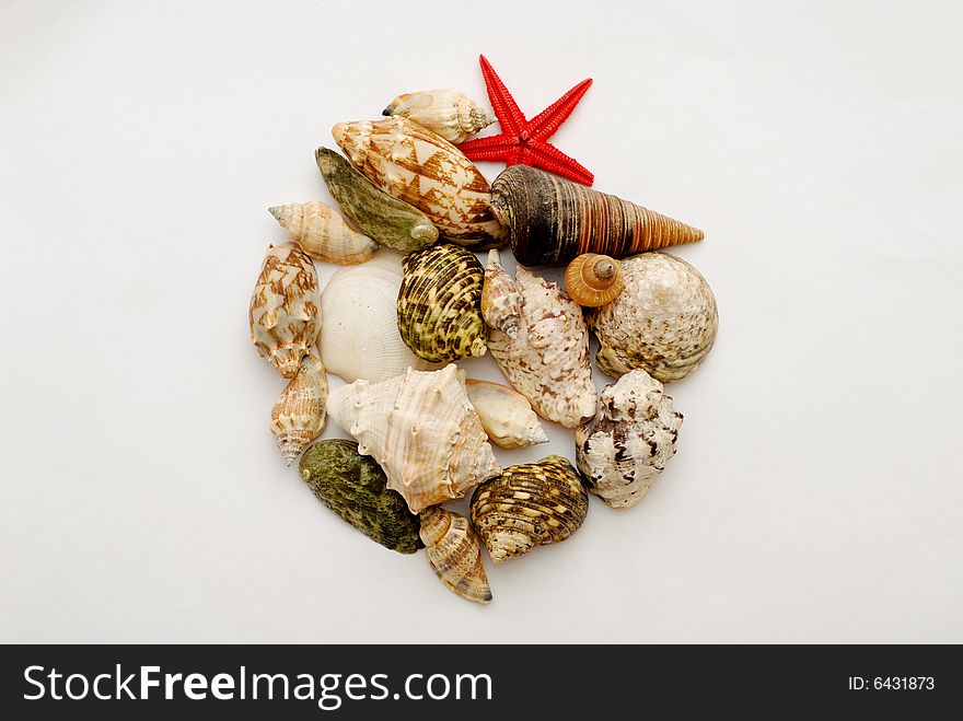 A Collection Of Seashells