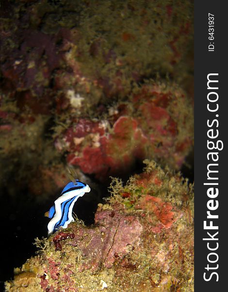 A nudibranch diving in the Philippines