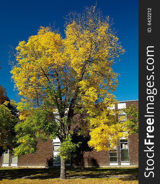 Autumn tree in a high school