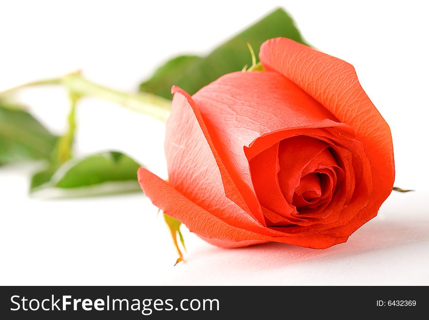 Closeup macro red rose on white background. Closeup macro red rose on white background