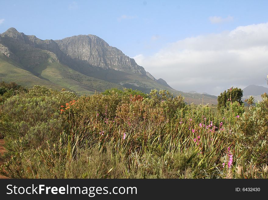A view of the Hottentots Holland Mountains near Somerset West in the Cape province of South Africa. You can see the fynbos in the foreground of the photo.