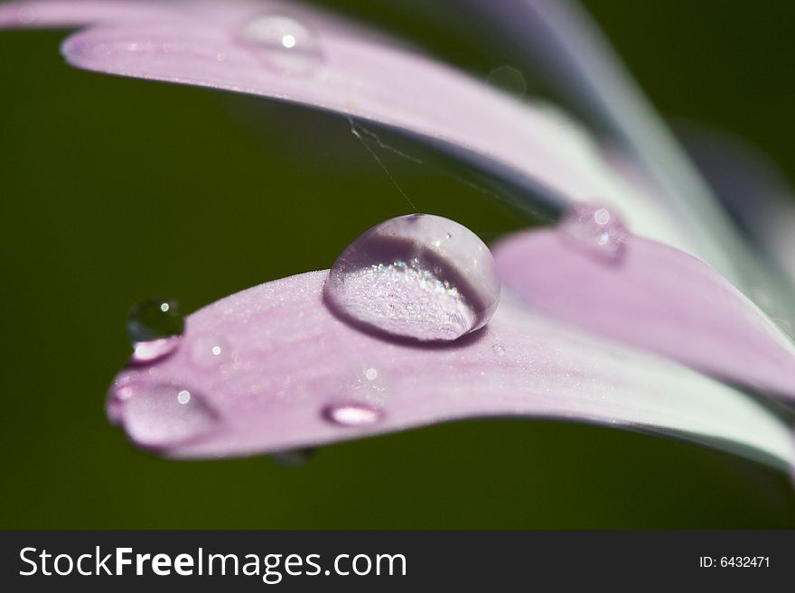 A raindrop balance on the petal of a purple daisy. A raindrop balance on the petal of a purple daisy
