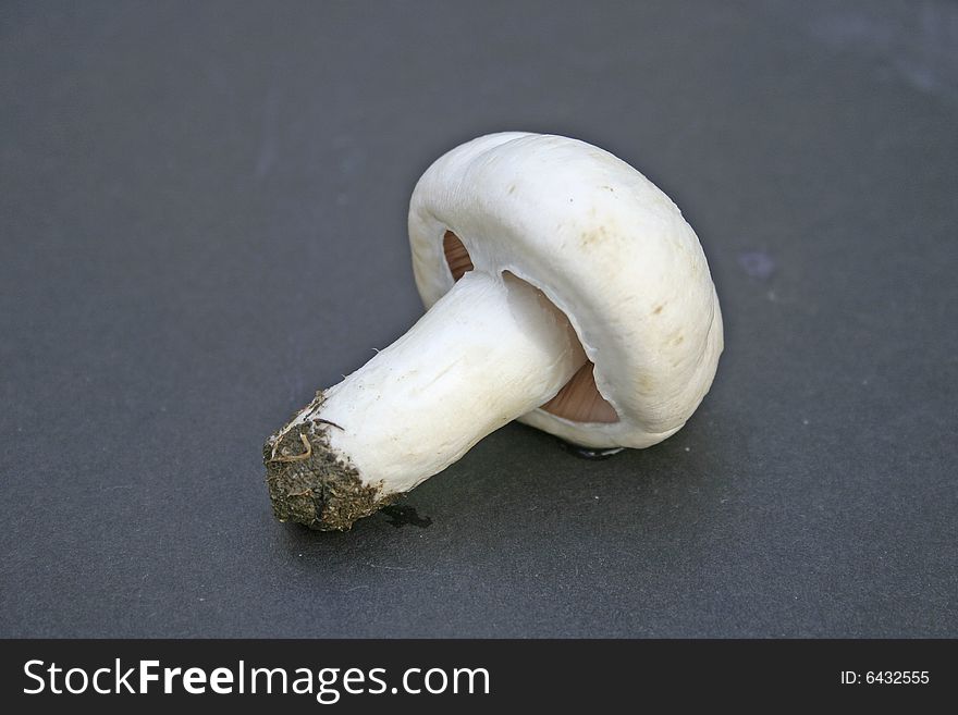 A young  mushroom on a dark background. A young  mushroom on a dark background