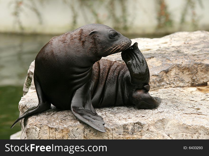 Animals: baby sea-lion sitting on a rock