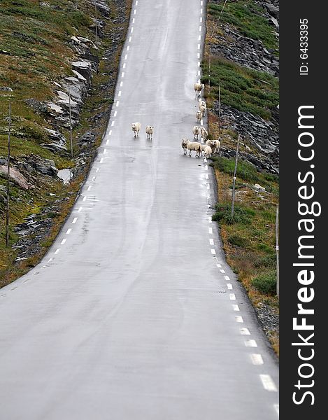 Sheeps on asphalt auto road in mountain landscape.