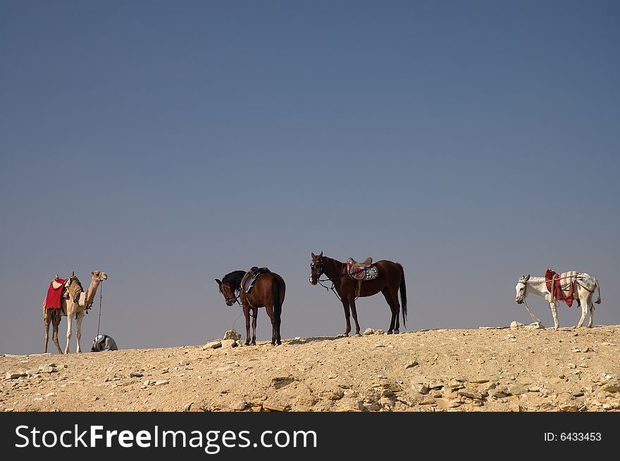 Resting camels and horses, Egypt