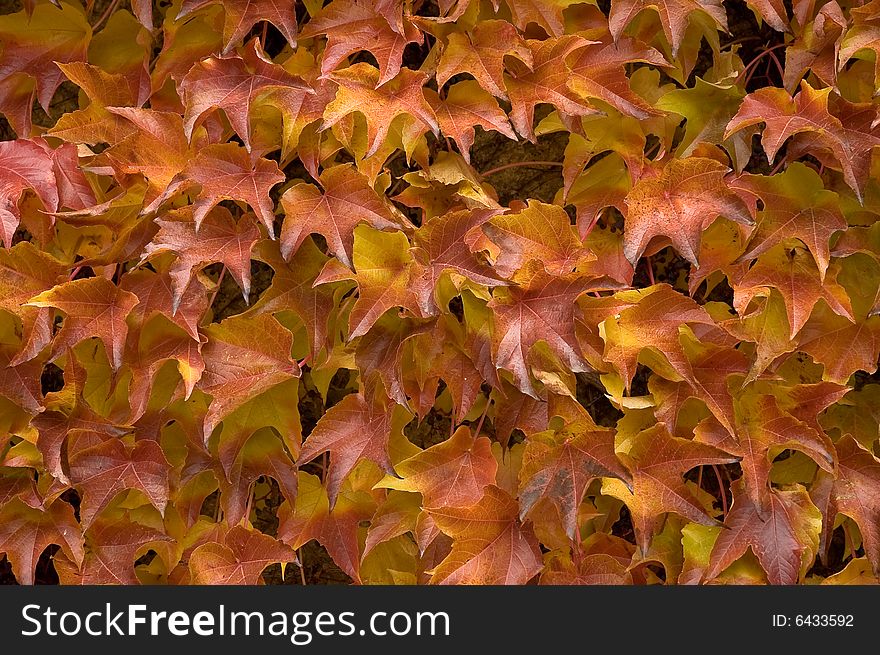 Autumnal leafage on the wall