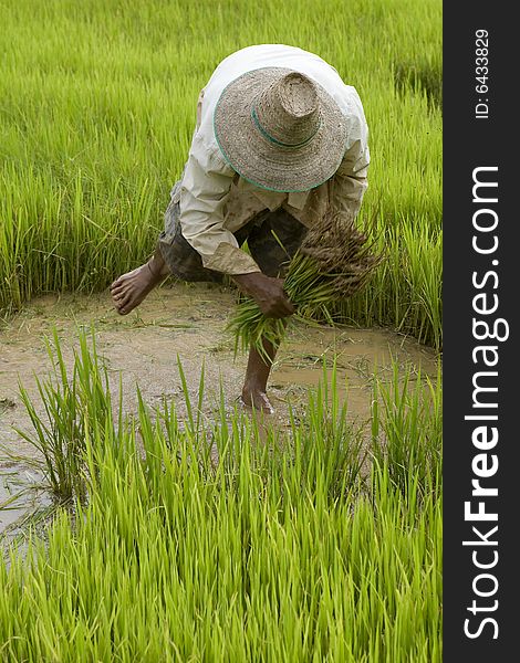 Work on the paddy-field in Asia, heavy labor and very exhausting are