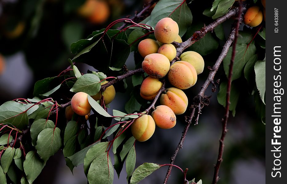 Ripe yellow apricots on the branch of apricot-tree. Narrow depth of field.