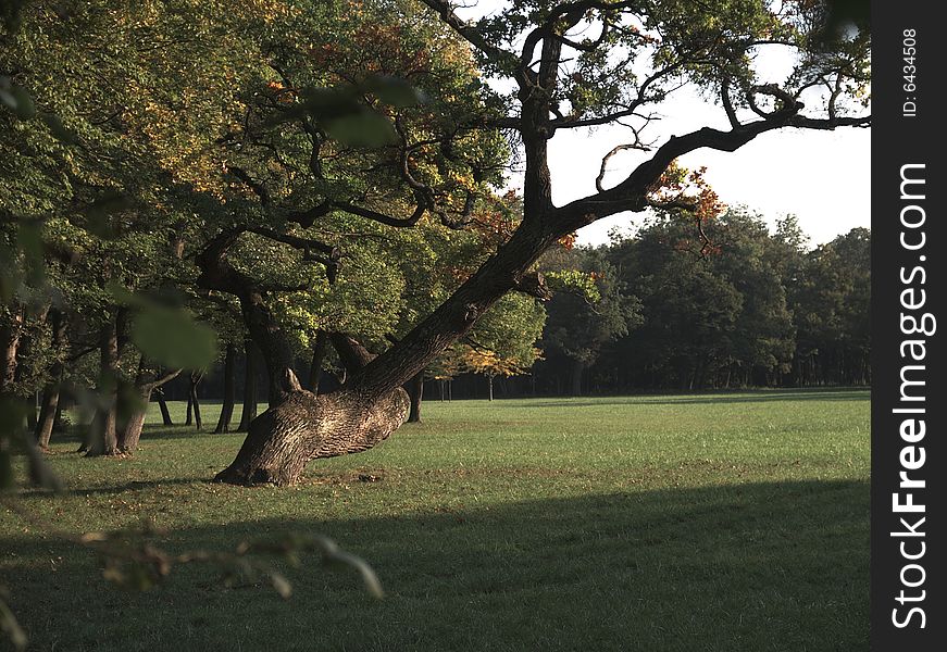 A Old Tree In The Park. A Old Tree In The Park