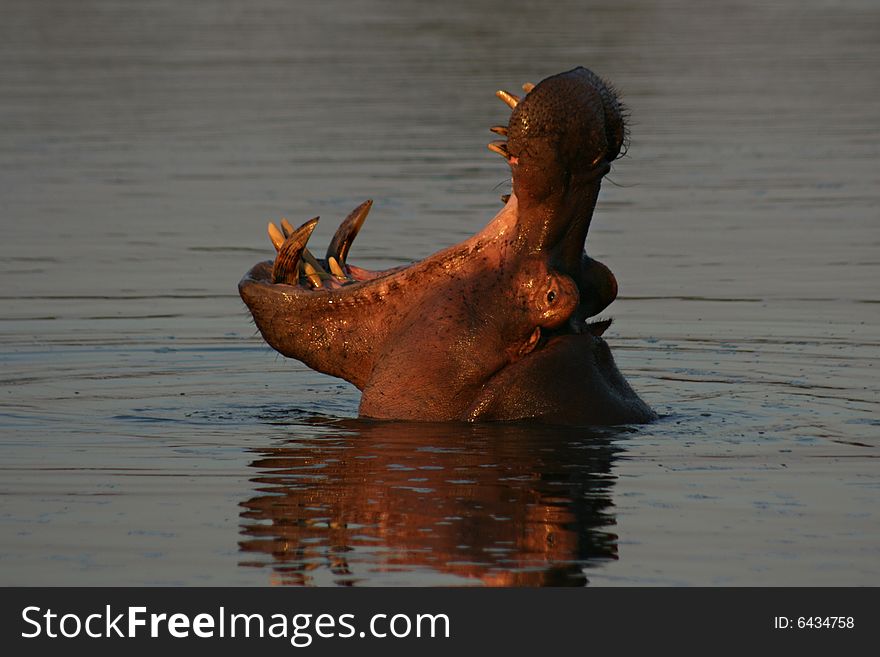Hippopotamus with open mouth showing teeth, reflection is water