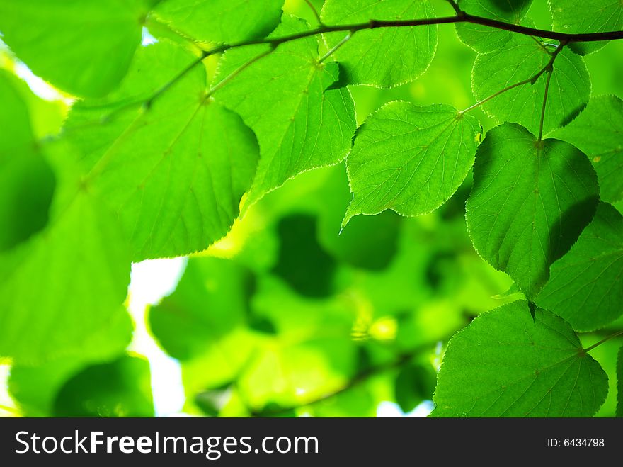 Green leaves background in sunny day