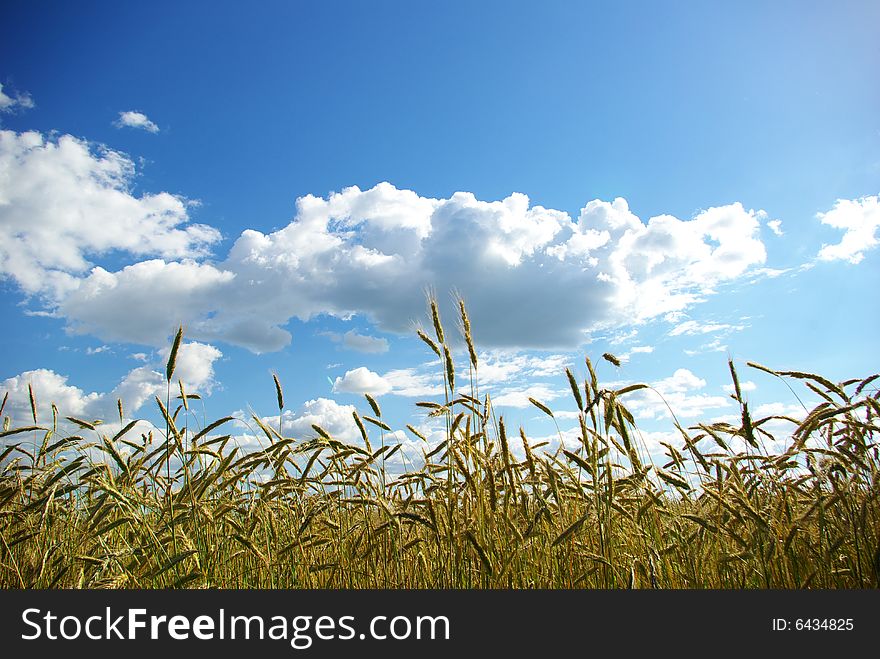 Wheats ears against the blue sky