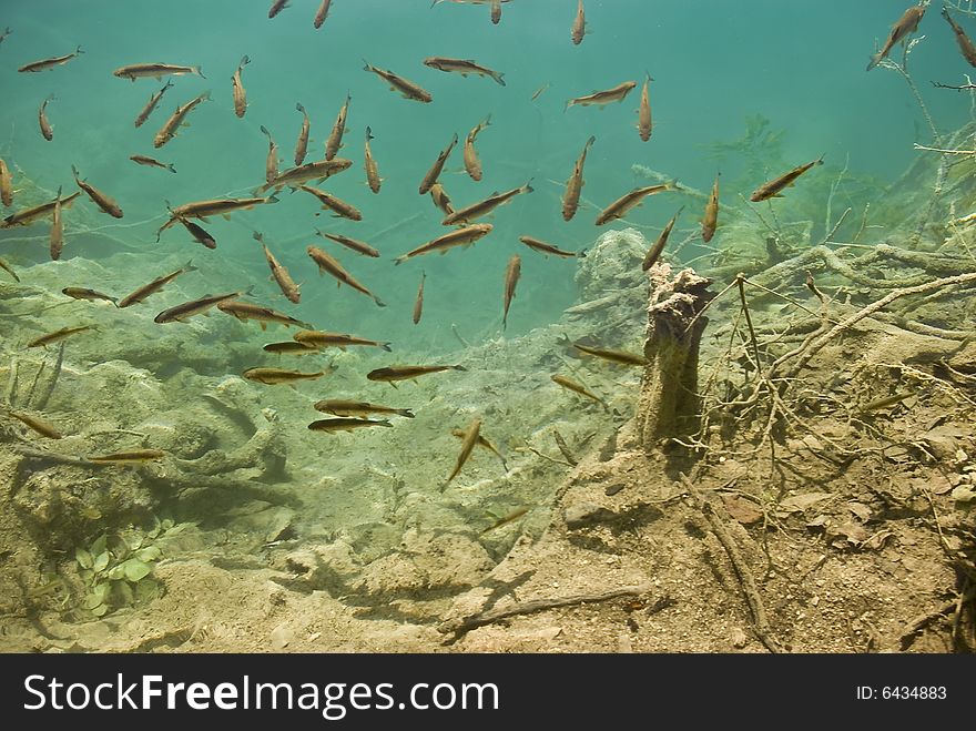 Fish in the transparent lake water