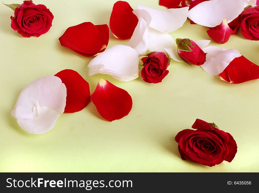 Red and white rose petals and heads on pastel background