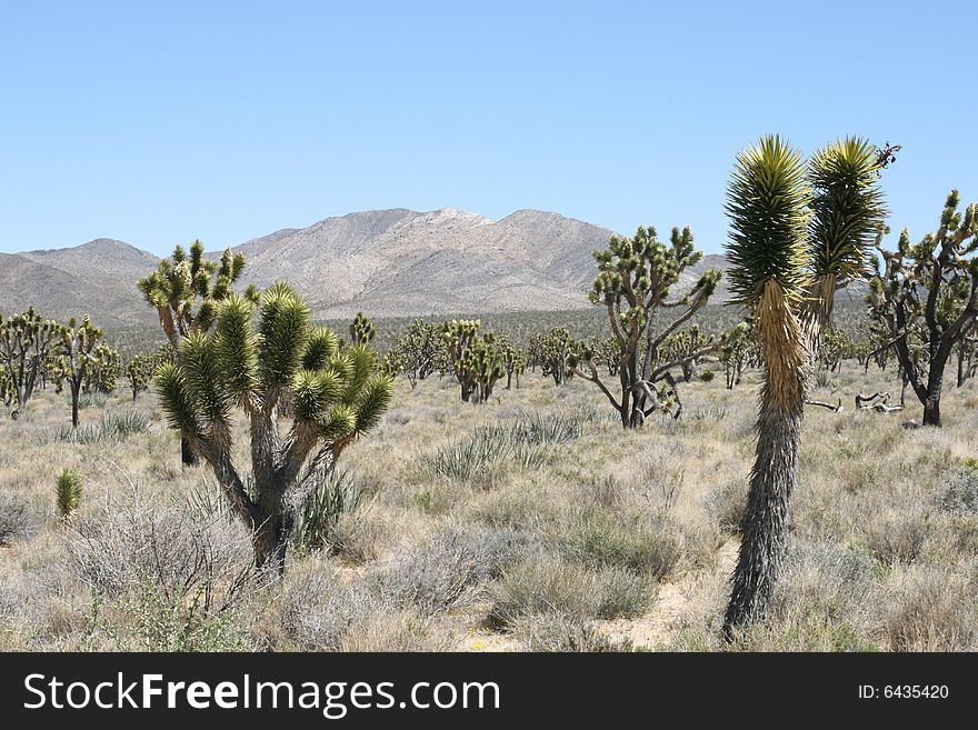 Joshua trees in Mojave Desert