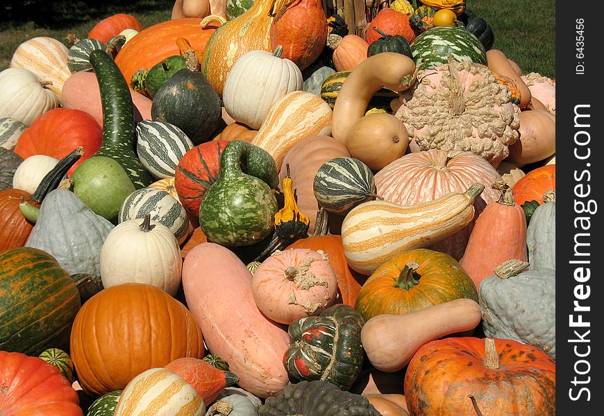 Pumpkins and gourds harvested in fall