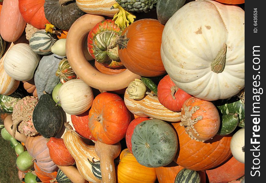 Pumpkins and gourds harvested in fall