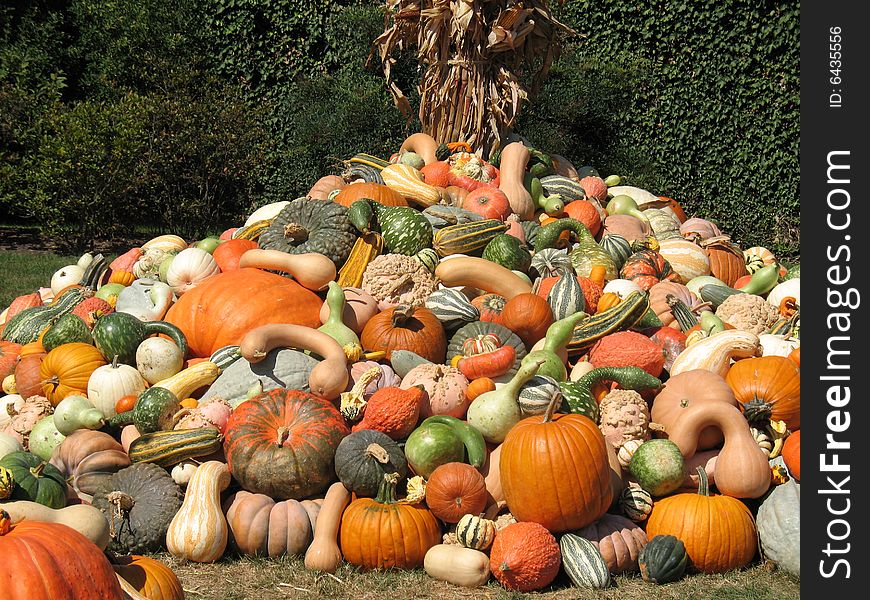 Pumpkins and gourds harvested in fall