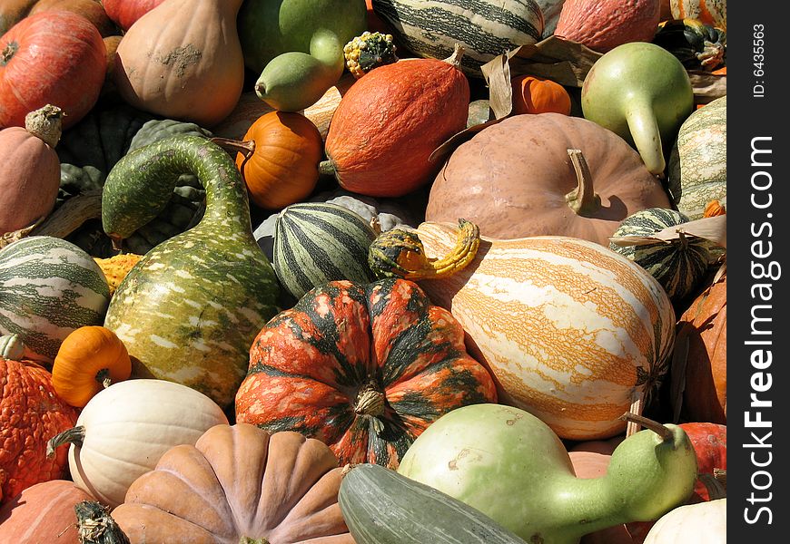 Pumpkins and gourds harvested in fall