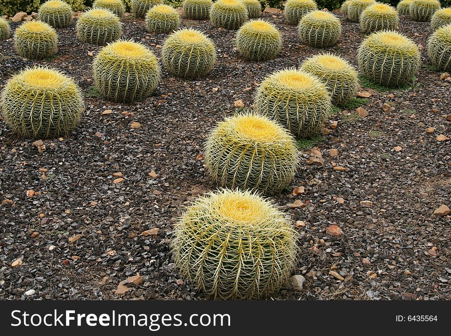 A garden of prickly cacti. A garden of prickly cacti