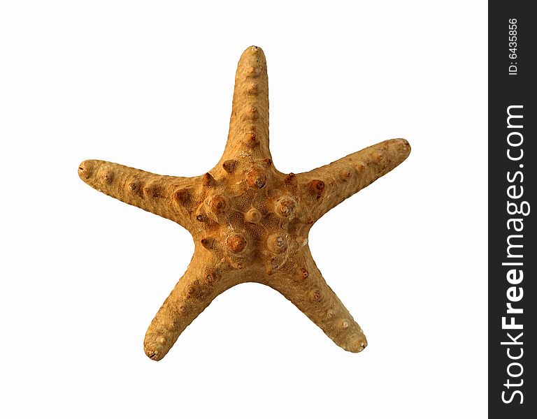 A five-arm starfish on a white backrground