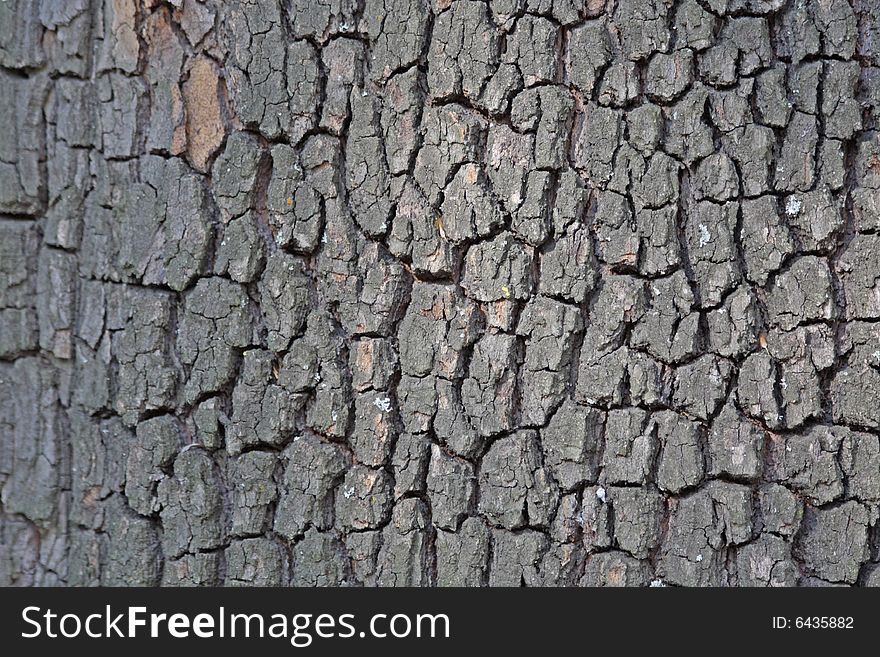 Close up of the chestnut tree bark texture