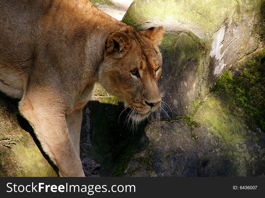 Lioness very focussed on prey, ready to attack. Lioness very focussed on prey, ready to attack