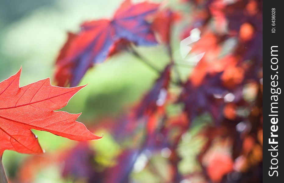 Red maple leaf macro shot